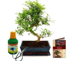 Bonsai Szechuan-Pfeffer - Zanthoxyllum piperitum, Anfänger-Set