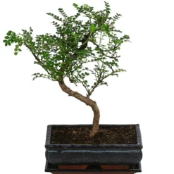 Bonsai Szechuan-Pfeffer - Zanthoxyllum piperitum, Anfänger-Set