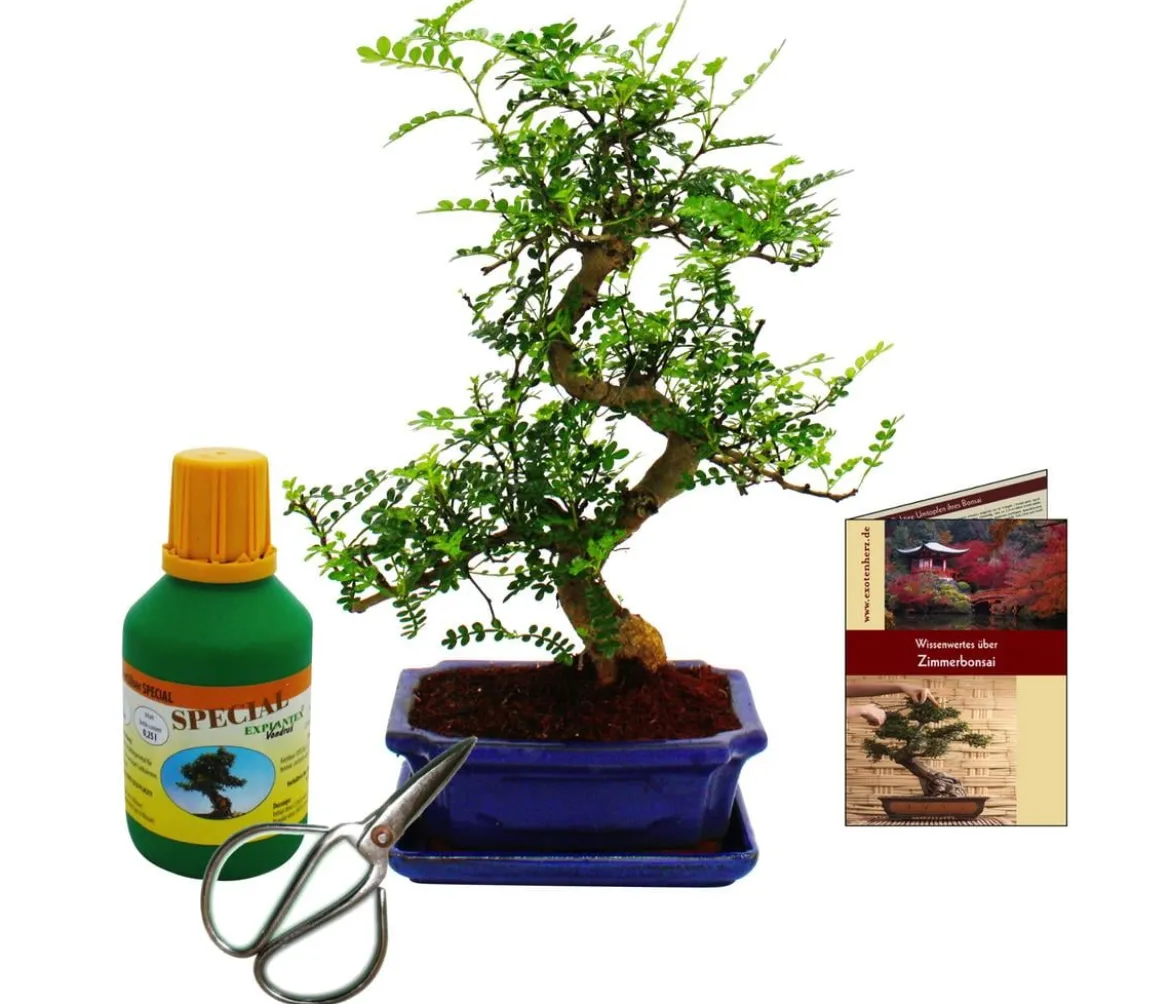 Bonsai Szechuan-Pfeffer - Zanthoxyllum piperitum, Anfänger-Set