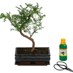 Bonsai Szechuan-Pfeffer - Zanthoxyllum piperitum, Anfänger-Set