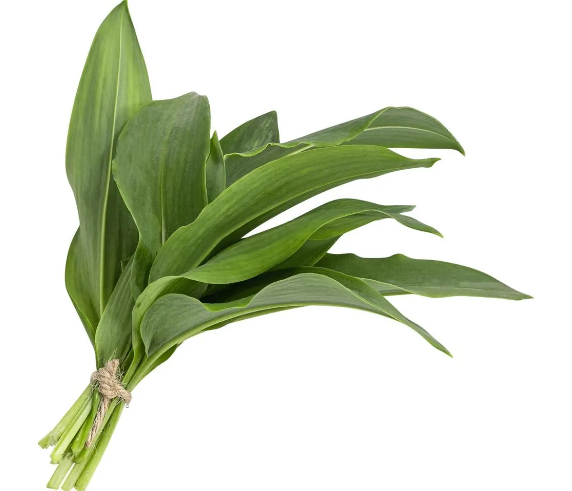 Bärlauch