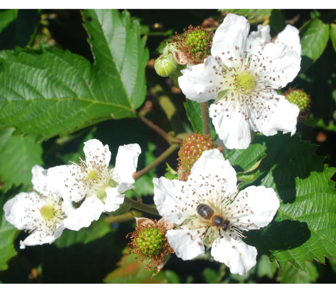 Brombeere 'Asterina'