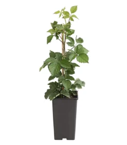 Brombeere 'Asterina'