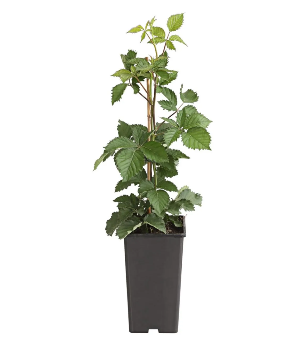 Brombeere 'Asterina'