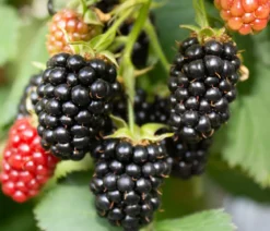 Brombeere 'Montblanc®'