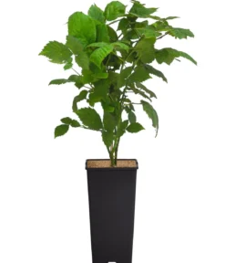 Brombeere 'Montblanc®'