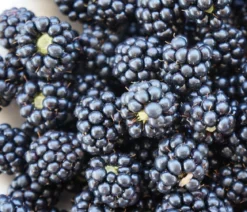 Brombeere 'Navaho®'