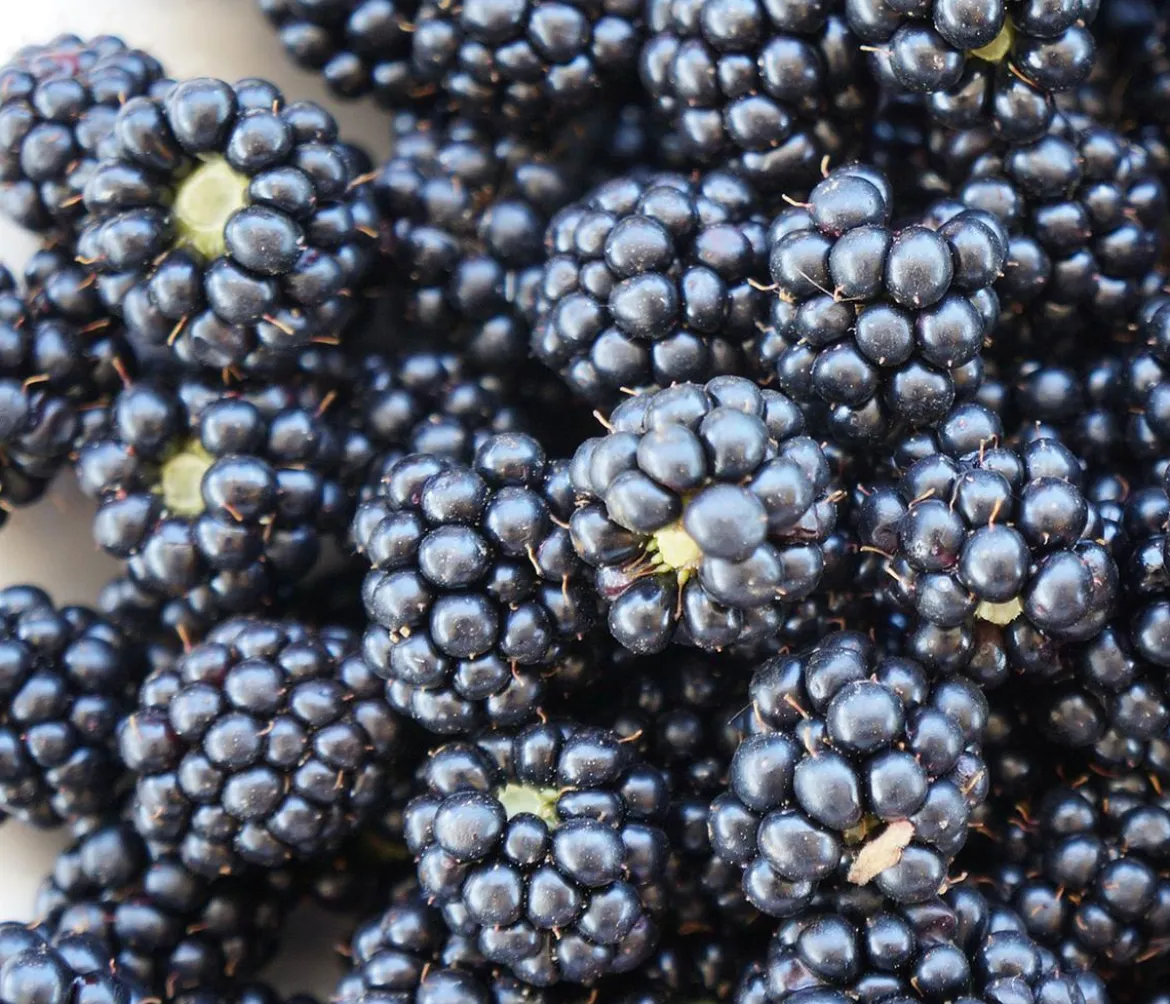 Brombeere 'Navaho®'