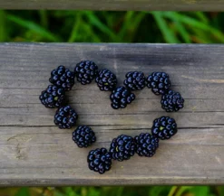 Brombeere 'Reuben'
