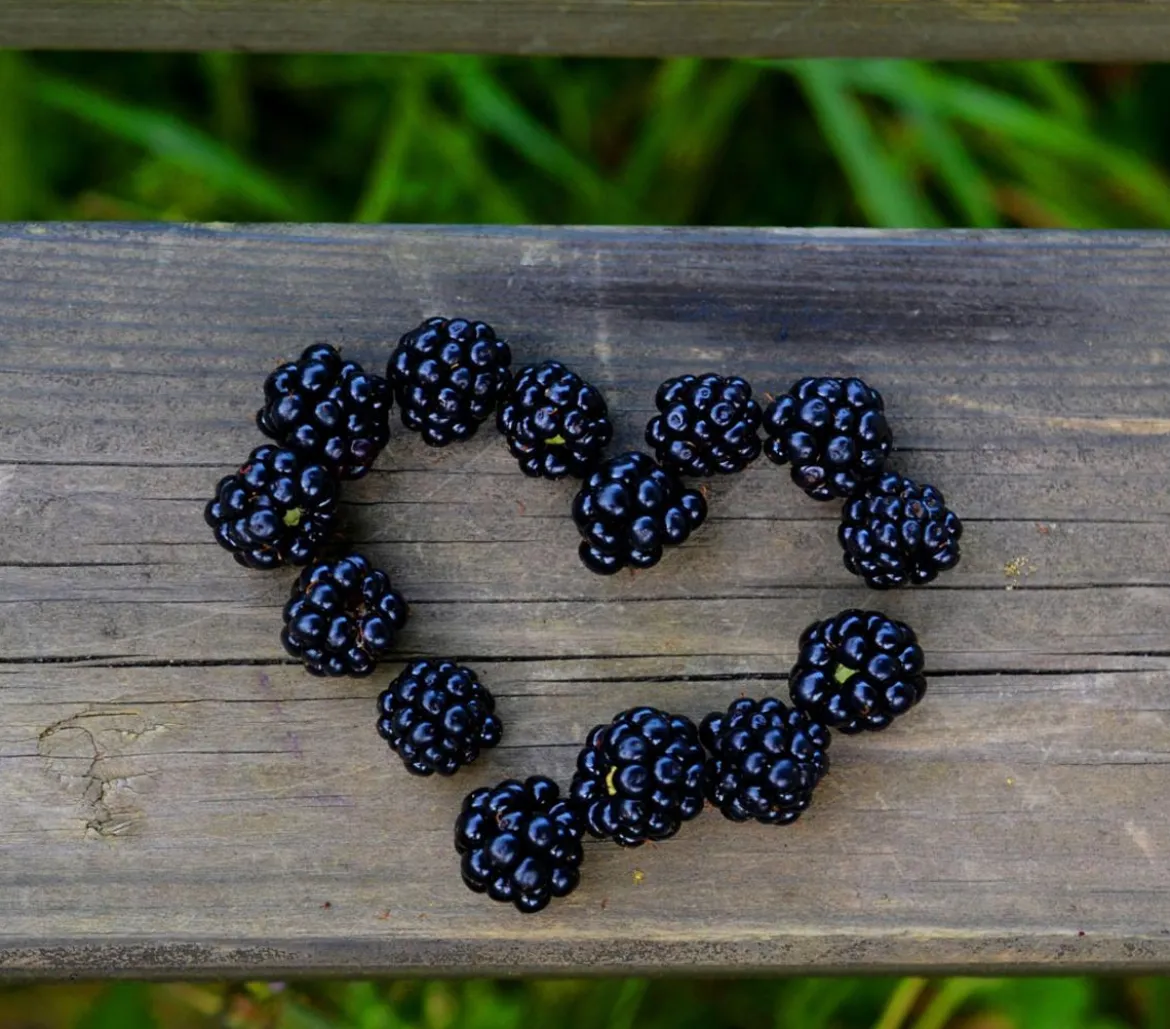 Brombeere 'Reuben'