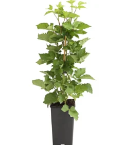 Brombeere 'Reuben'