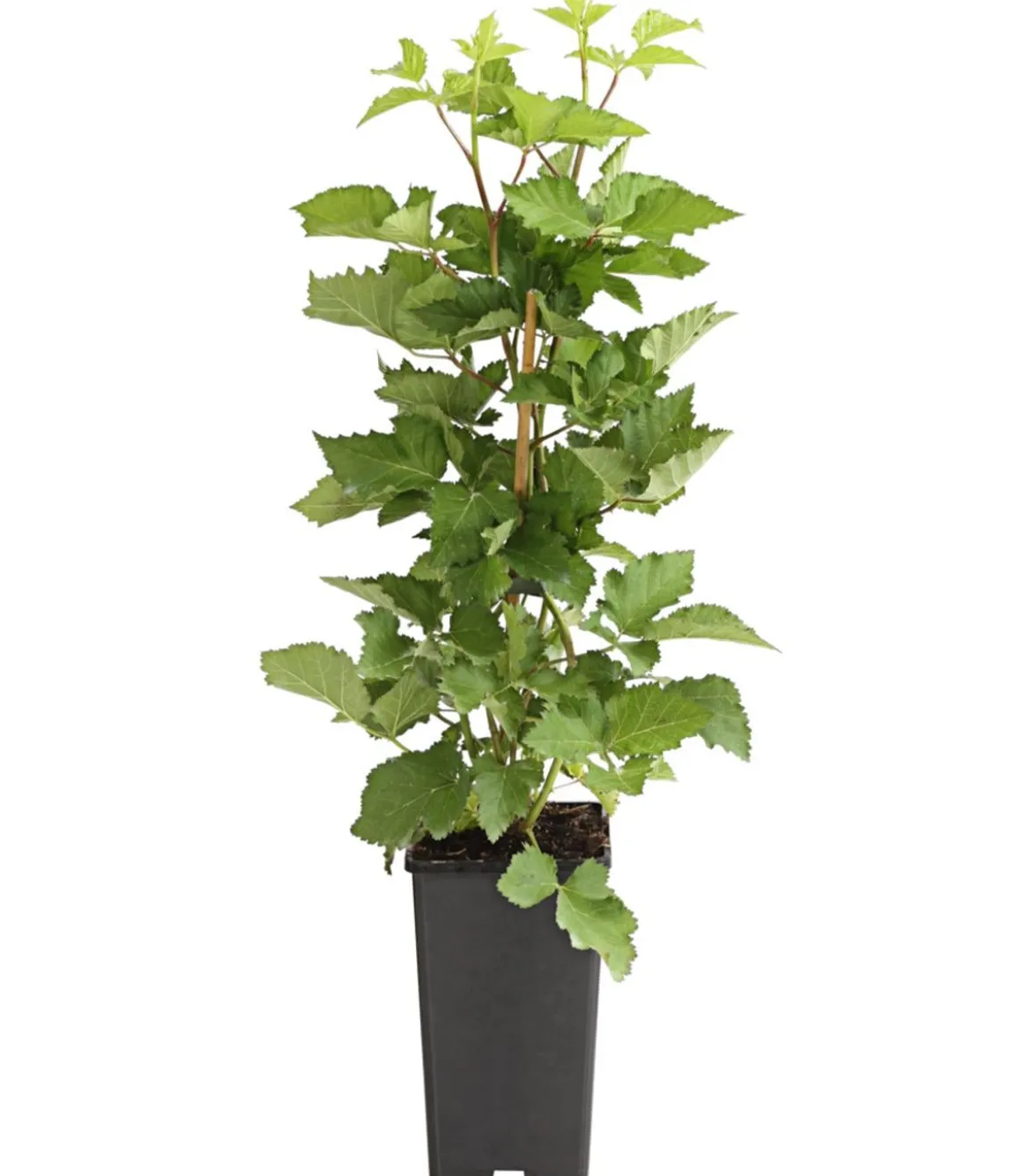 Brombeere 'Reuben'