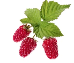 Brombeer-Set Brombeer-Bowl, 4-teilig