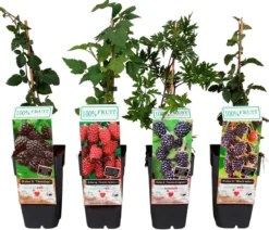 Brombeer-Set Brombeer-Bowl, 4-teilig