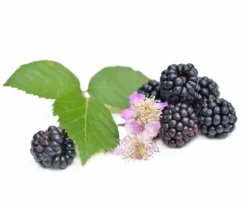 Brombeer-Set Brombeer-Bowl, 4-teilig