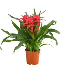 Bromelie - Bromeliaceae, verschiedene Farben