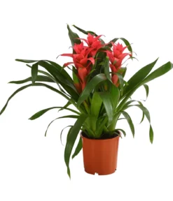 Bromelie - Bromeliaceae, verschiedene Farben
