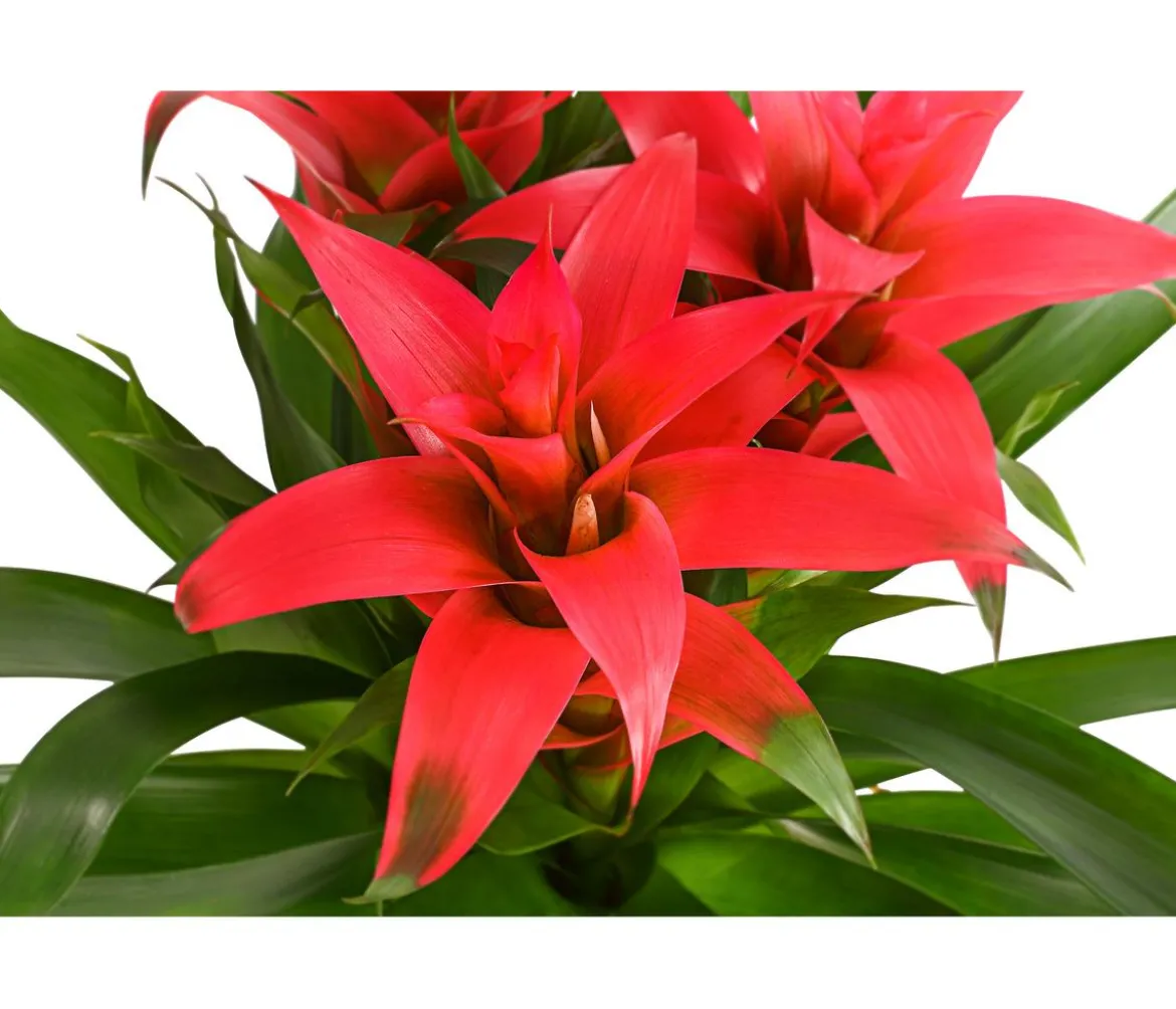 Bromelie - Bromeliaceae, verschiedene Farben