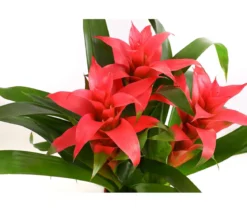 Bromelie - Bromeliaceae, verschiedene Farben