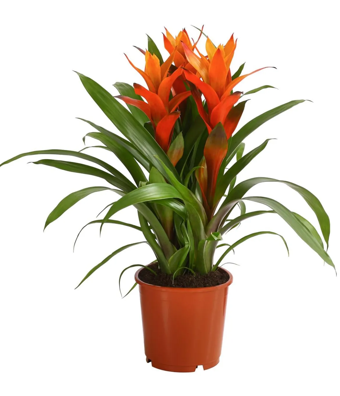 Bromelie - Bromeliaceae, verschiedene Farben