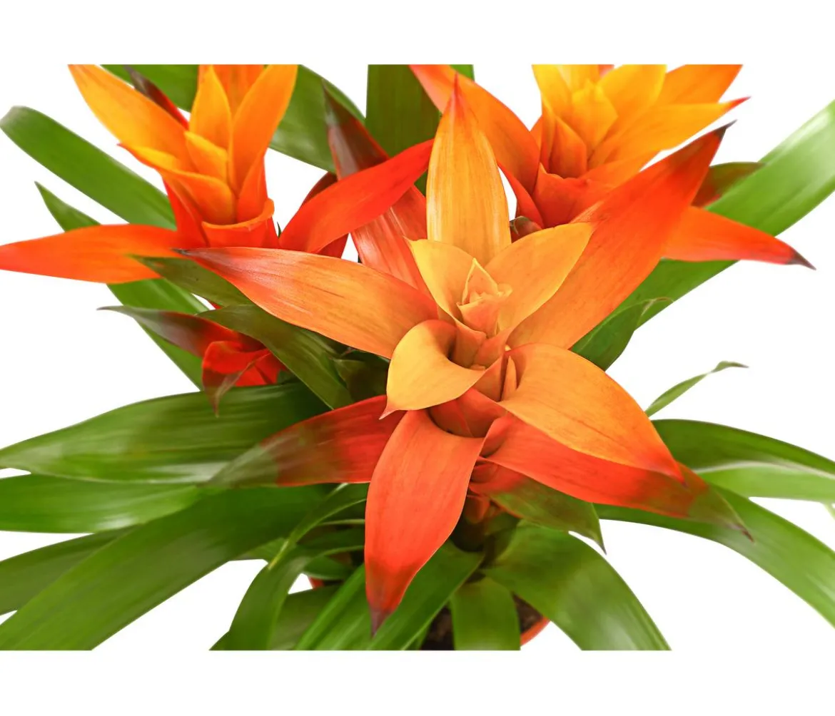 Bromelie - Bromeliaceae, verschiedene Farben