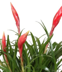 Bromelien-Set Sommerfrische, 4-teilig