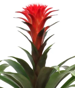 Bromelien-Set Sommerfrische, 4-teilig