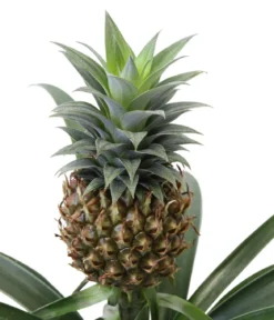 Bromelien-Set Sommerfrische, 4-teilig