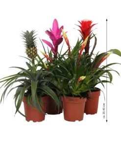 Bromelien-Set Sommerfrische, 4-teilig