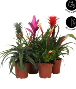 Bromelien-Set Sommerfrische, 4-teilig