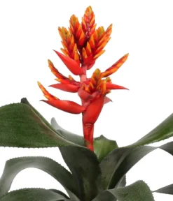 Bromelien-Set, 4-teilig