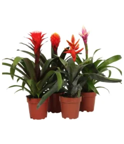 Bromelien-Set, 4-teilig