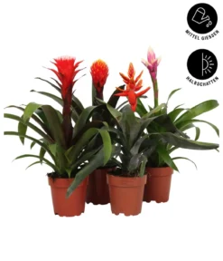Bromelien-Set, 4-teilig
