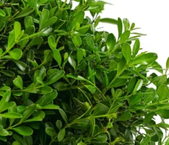 Buchs BetterBuxus® 'Skylight', Kugel