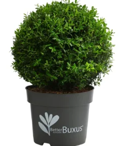 Buchs BetterBuxus® 'Skylight', Kugel