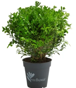 Buchs BetterBuxus®, Strauch