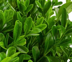 Buchs BetterBuxus®, Strauch