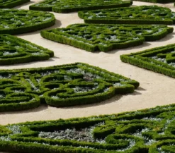 Buchs, 6er-Schale