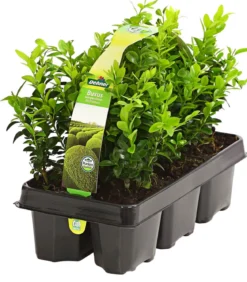 Buchs, 6er-Schale