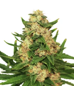 Bud Voyage Hanfsamen Anti-Stress Big Banana, 3 Stk.