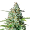 Bud Voyage Hanfsamen Beruhigung Northern Lights, 3 Stk.
