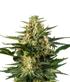 Bud Voyage Hanfsamen Happy Green Gelato, 3 Stk.