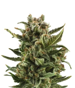 Bud Voyage Hanfsamen Klassiker White Widow, 3 Stk.
