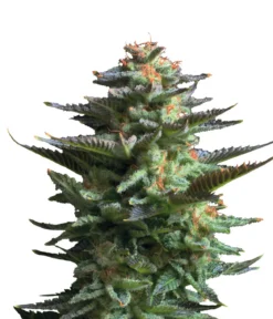 Bud Voyage Hanfsamen Lachflash Jamaican Haze, 3 Stk.