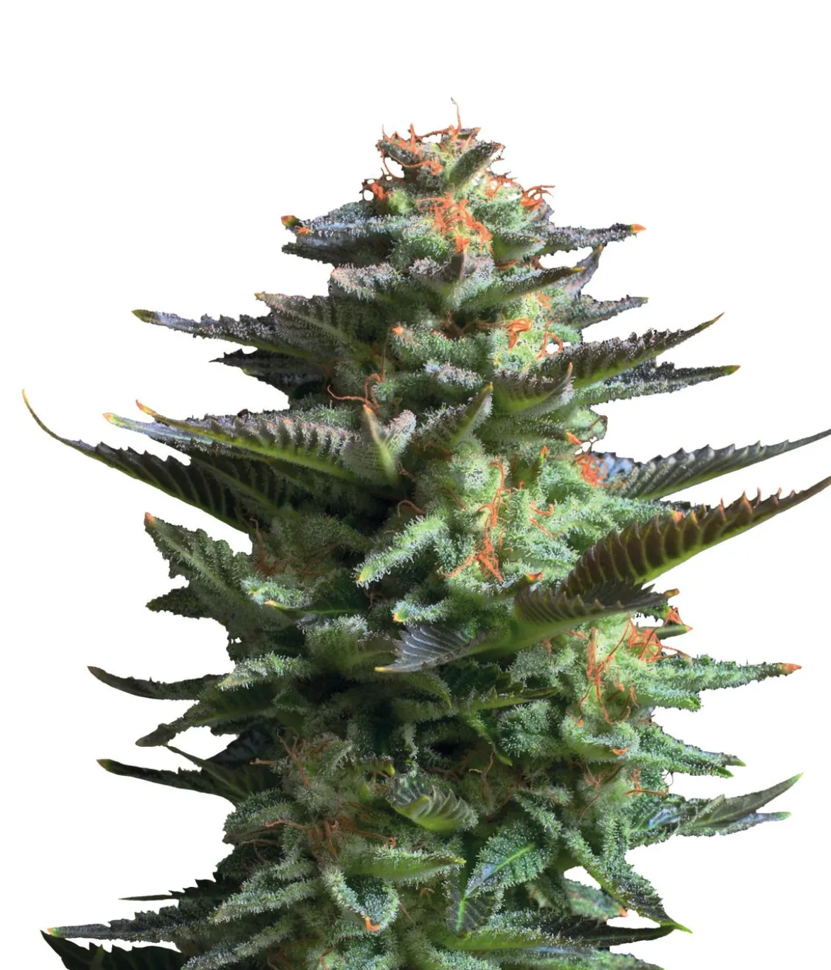 Bud Voyage Hanfsamen Lachflash Jamaican Haze, 3 Stk.