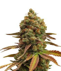 Bud Voyage Hanfsamen Leichtigkeit Special #1, 3 Stk.