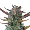 Bud Voyage Hanfsamen Loslassen Purple Punch, 3 Stk.