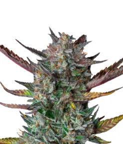 Bud Voyage Hanfsamen Loslassen Purple Punch, 3 Stk.