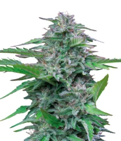 Bud Voyage Hanfsamen Medi-Rest Critical, 3 Stk.