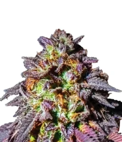 Bud Voyage Hanfsamen Muntermacher Purple Haze, 3 Stk.